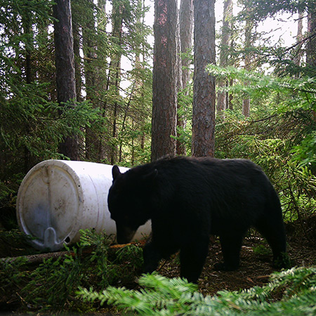 Bear hunting in Ontario